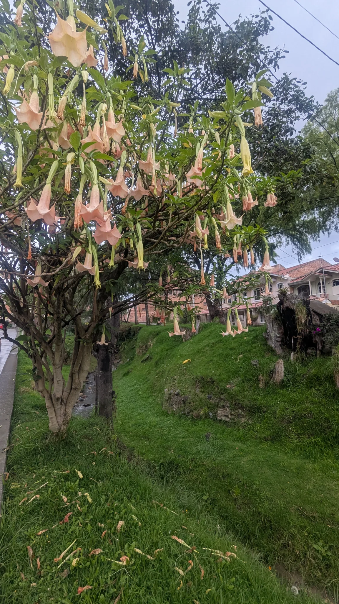 Trompetas rosadas en un árbol pequeño. La identificación más precisa sigue sin confirmarse.