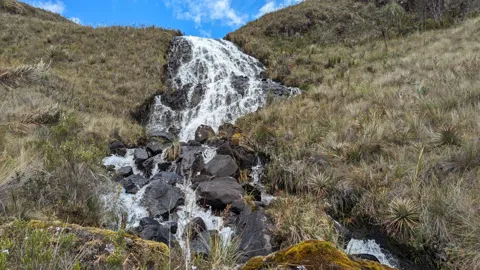 Una cascada entre pajonales de páramo