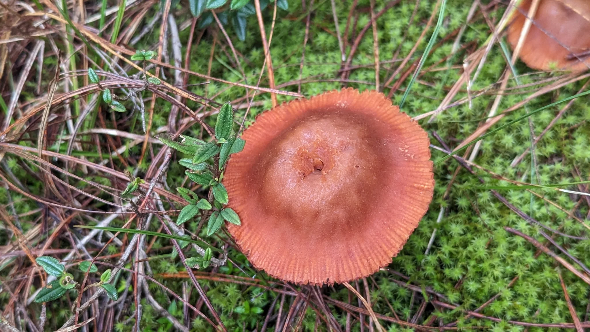 Un sombrero rojizo entre plantas verdes