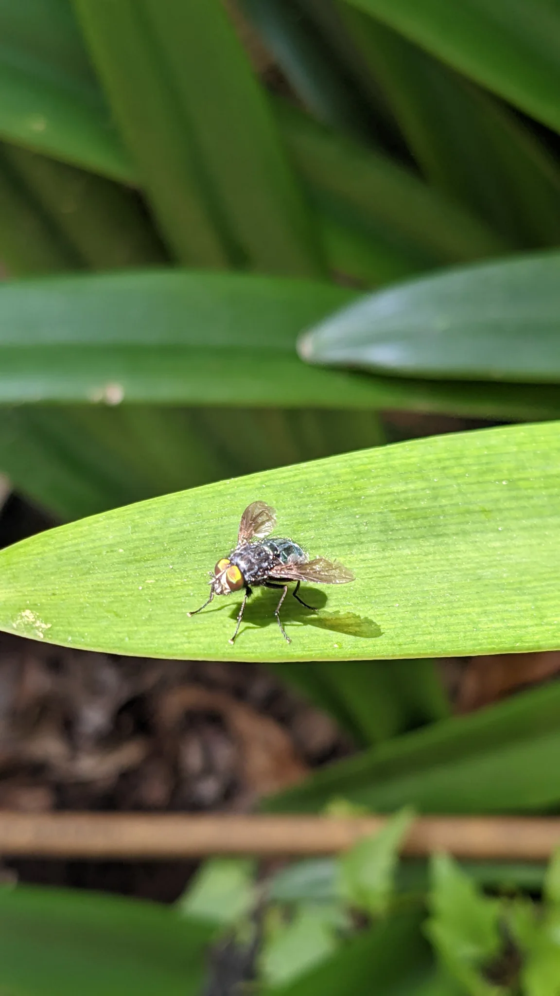 Insecto pequeño en una hoja verde. La identificación más precisa sigue sin confirmarse.
