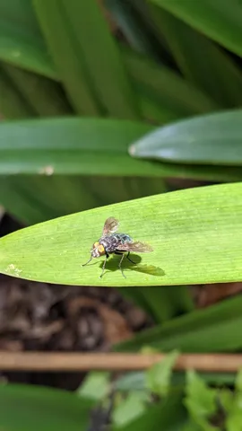 Insecto pequeño en una hoja verde. La identificación más precisa sigue sin confirmarse.