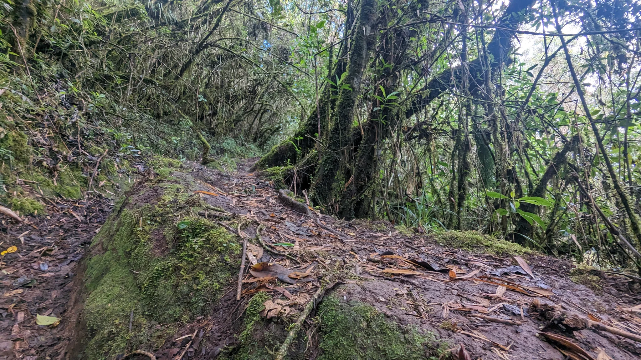 Raíces sobre el sendero del bosque