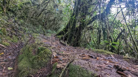 Raíces sobre el sendero del bosque