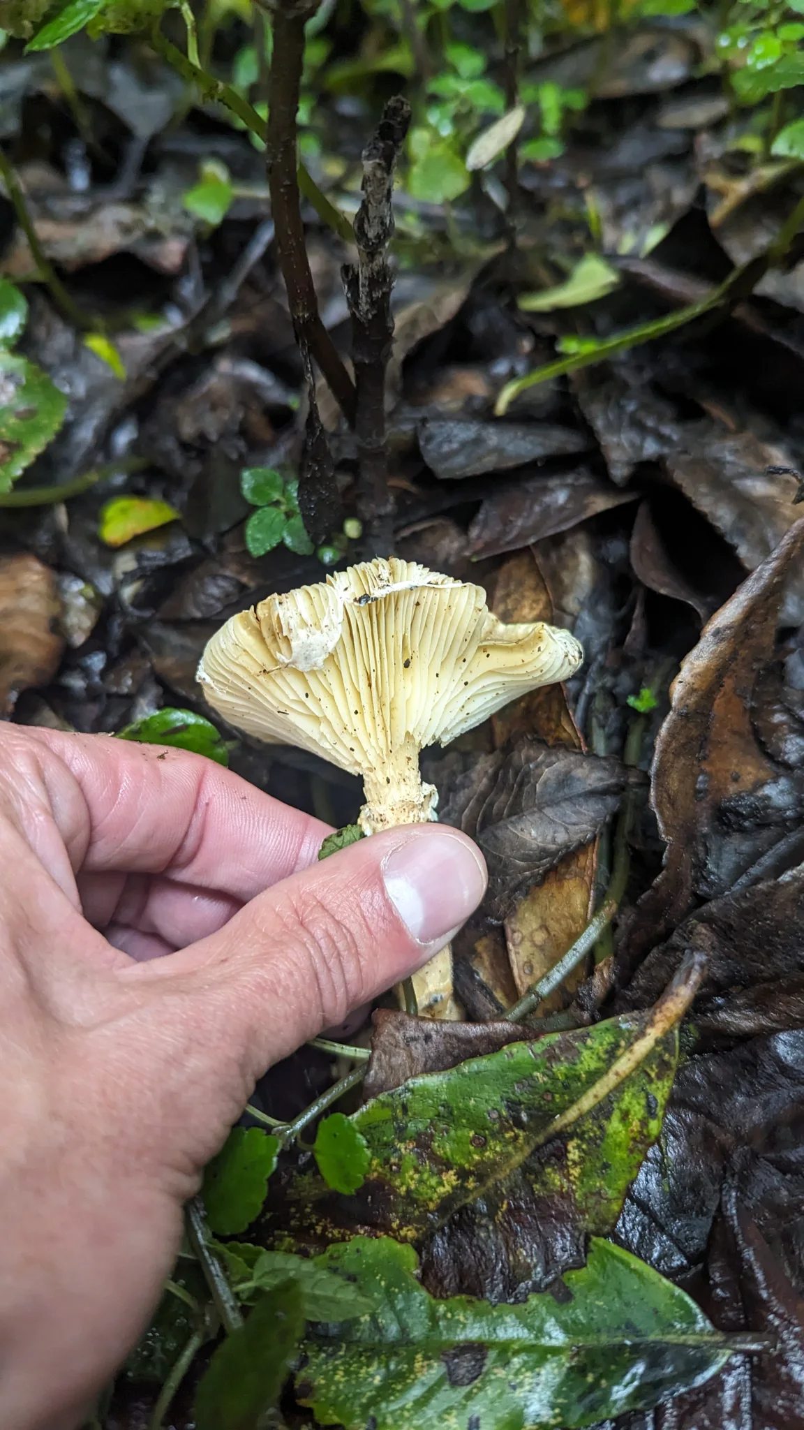 Un hongo de superficie inferior amarilla. La identificación más precisa sigue sin confirmarse.