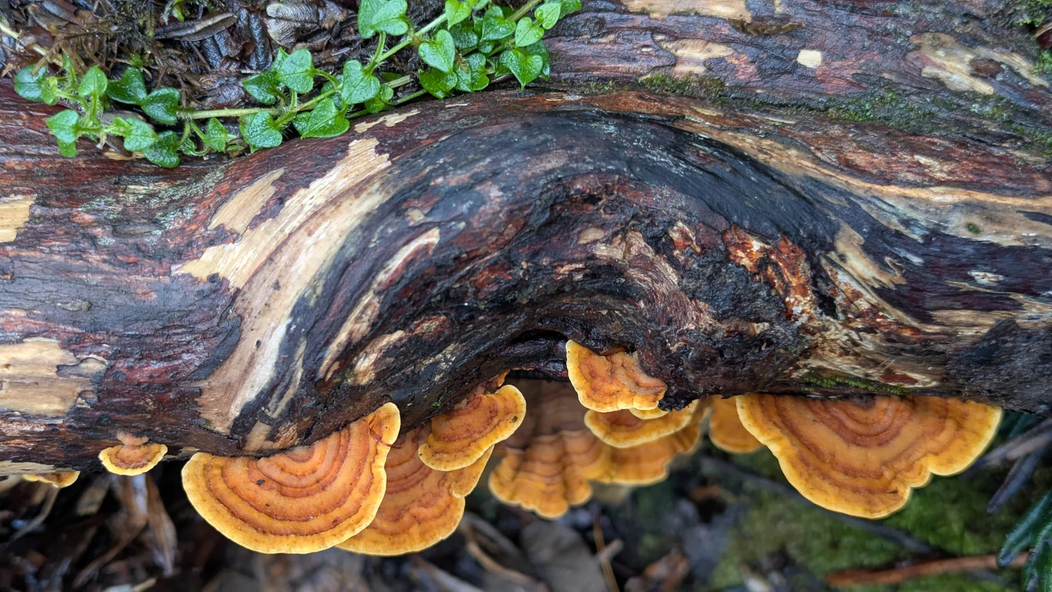 Hongos de colores bajo un tronco caído
