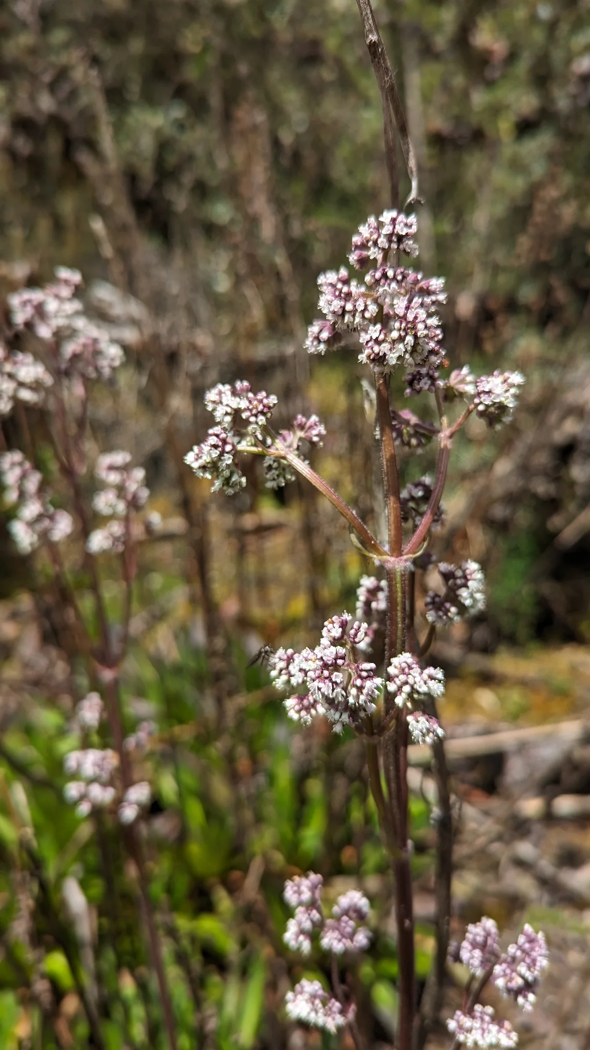 Pequeñas flores claras en tallos finos