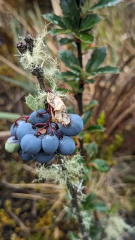 Un racimo de frutos azules de Berberis, cubiertos de una capa cerosa, cuelga junto a hojas rígidas de márgenes espinosos.