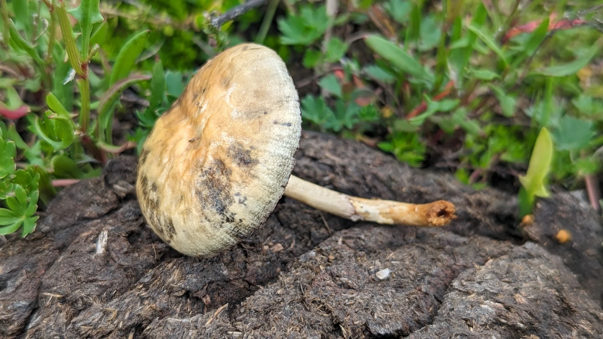 Hongo claro sobre madera oscura. La identificación más precisa sigue sin confirmarse.