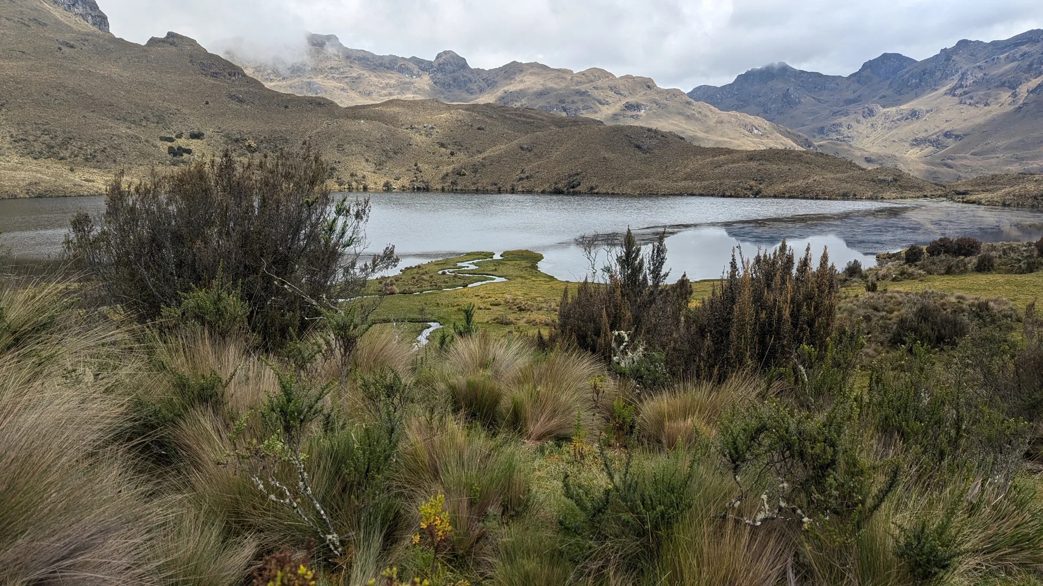 Juncos junto a una laguna de altura