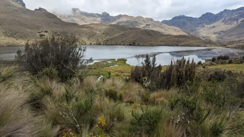 Juncos junto a una laguna de altura