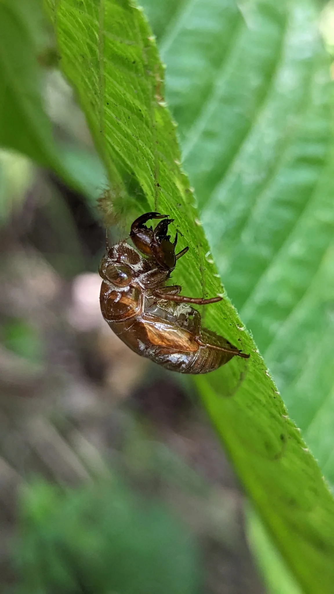 Insecto alado de bandas marrones. La identificación más precisa sigue sin confirmarse.