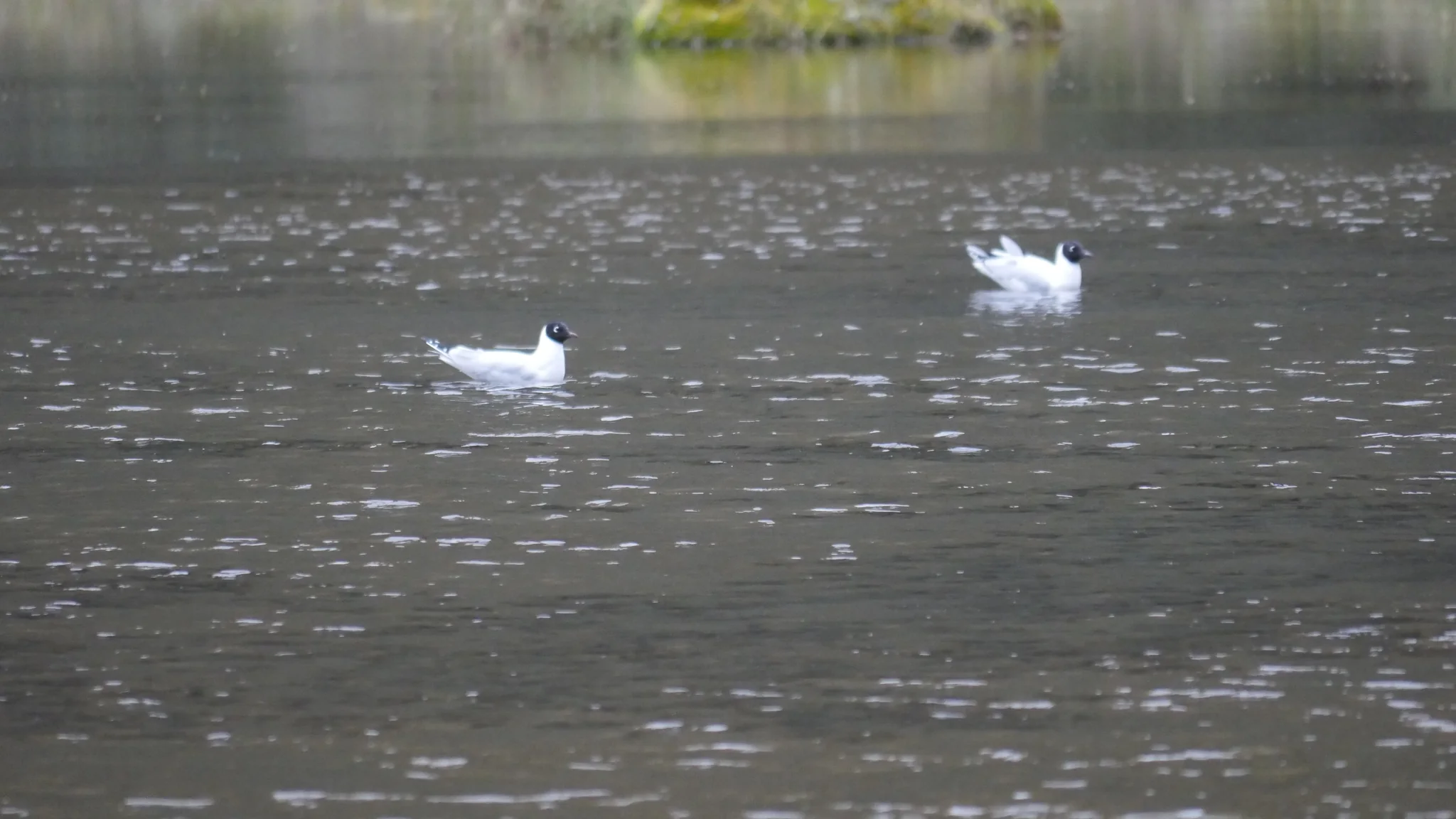 Aves blancas sobre aguas oscuras