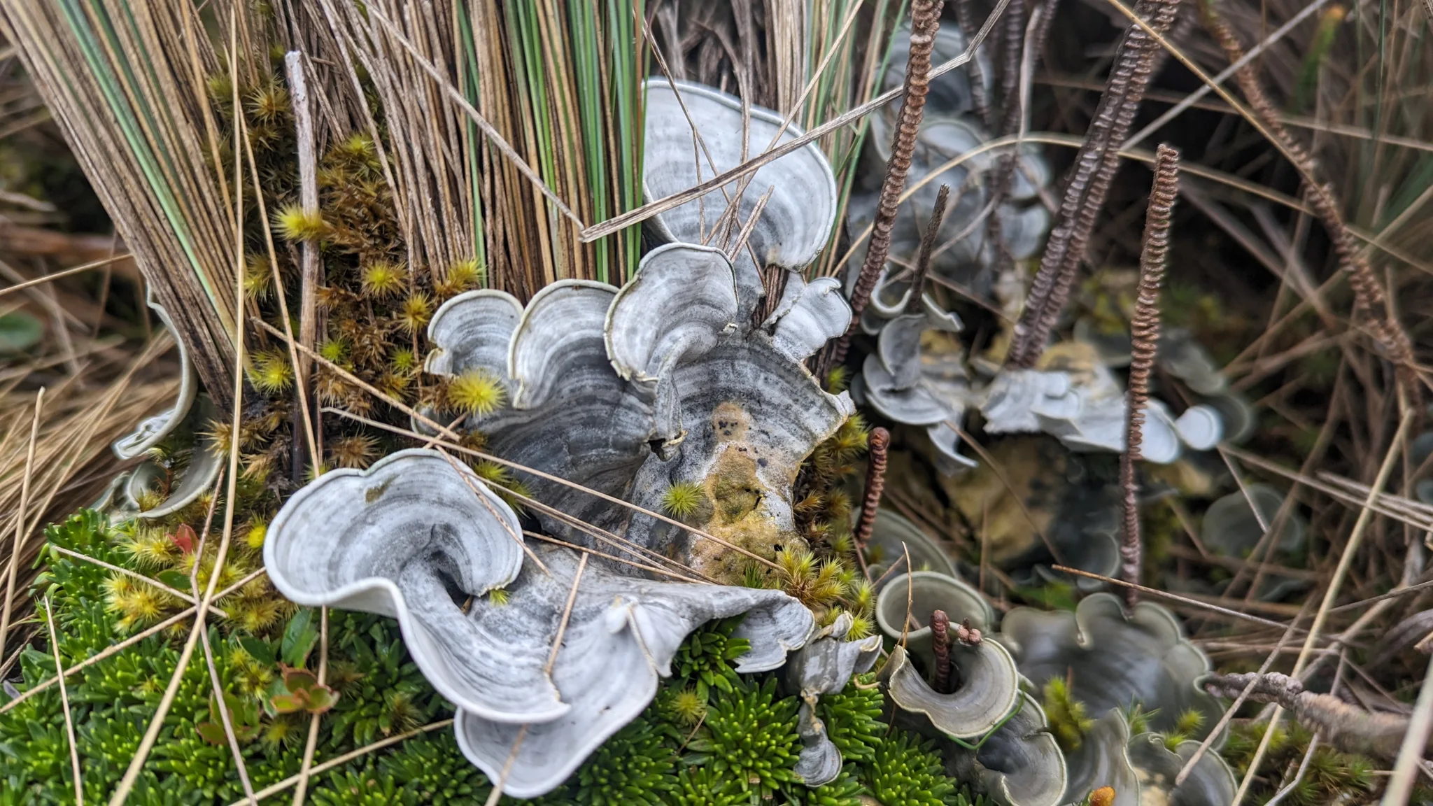 Hongos claros en capas entre las ramas