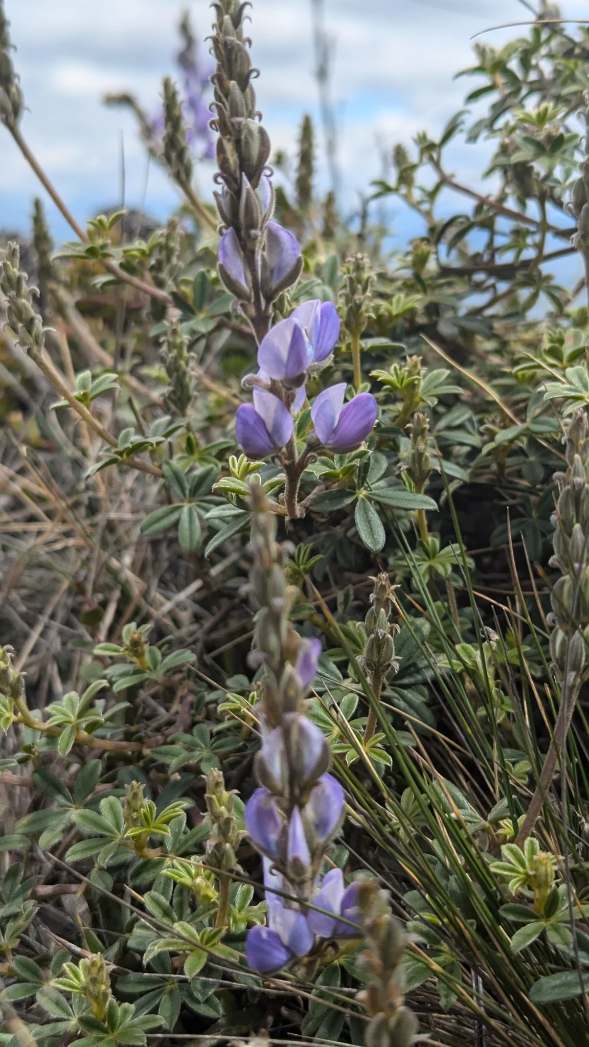 Espiga morada en un arbusto. La identificación más precisa sigue sin confirmarse.