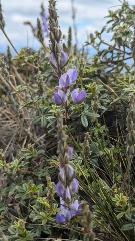 Espiga morada en un arbusto. La identificación más precisa sigue sin confirmarse.