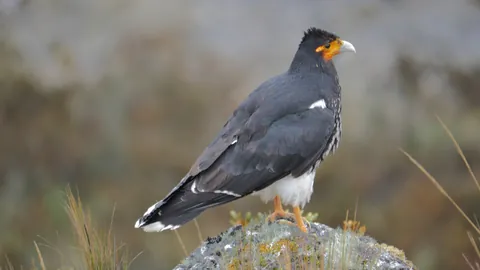 Ave de rostro amarillo sobre una roca. La identificación más precisa sigue sin confirmarse.