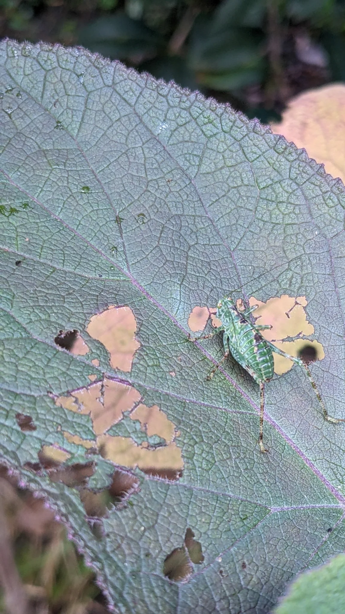 Insecto de alas moteadas sobre una hoja. La identificación más precisa sigue sin confirmarse.