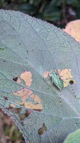 Insecto de alas moteadas sobre una hoja. La identificación más precisa sigue sin confirmarse.