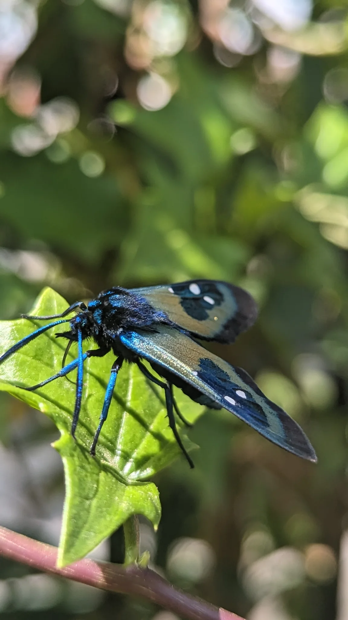 Mariposa azul y negra entre hojas. La identificación más precisa sigue sin confirmarse.
