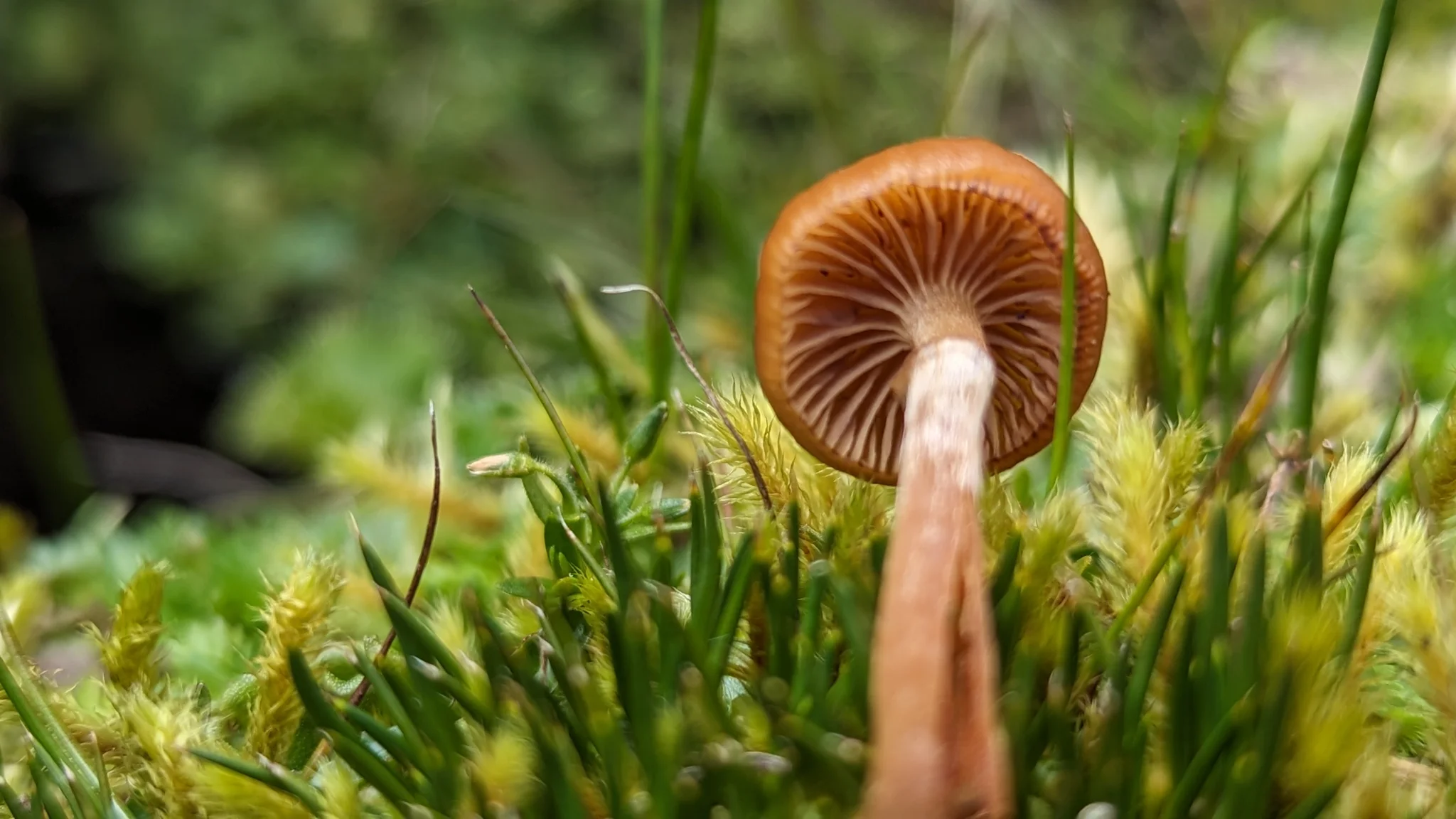 Láminas finas bajo un sombrero anaranjado
