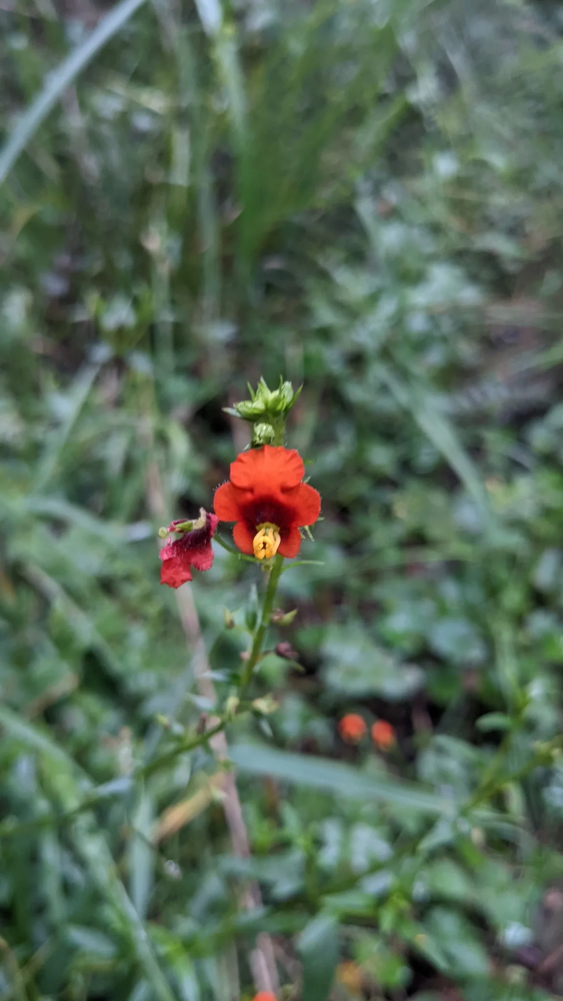 Flor escarlata de Alonsoa.