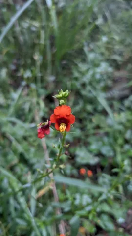 Flor escarlata de Alonsoa.