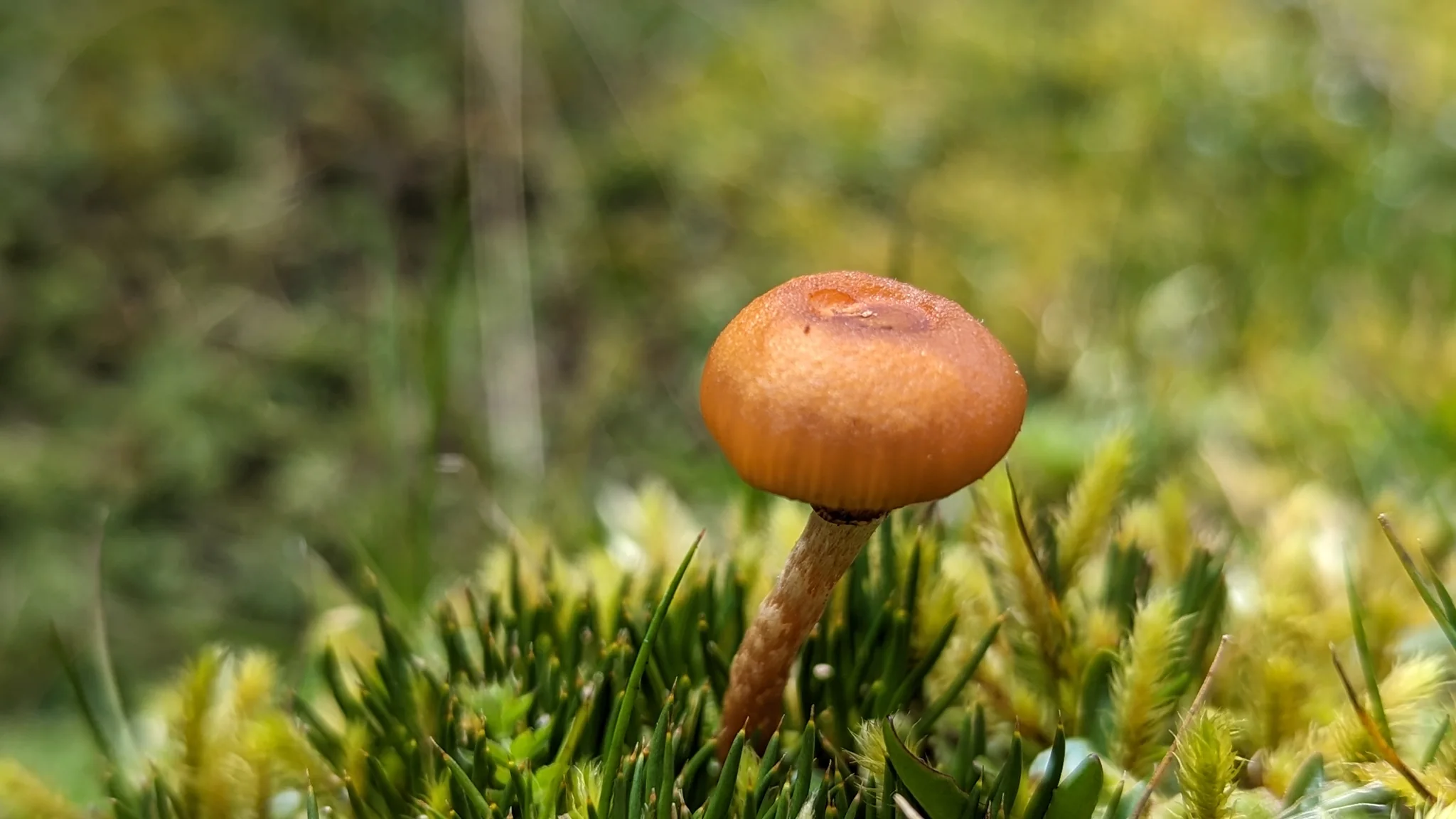 Un hongo anaranjado sobre el musgo