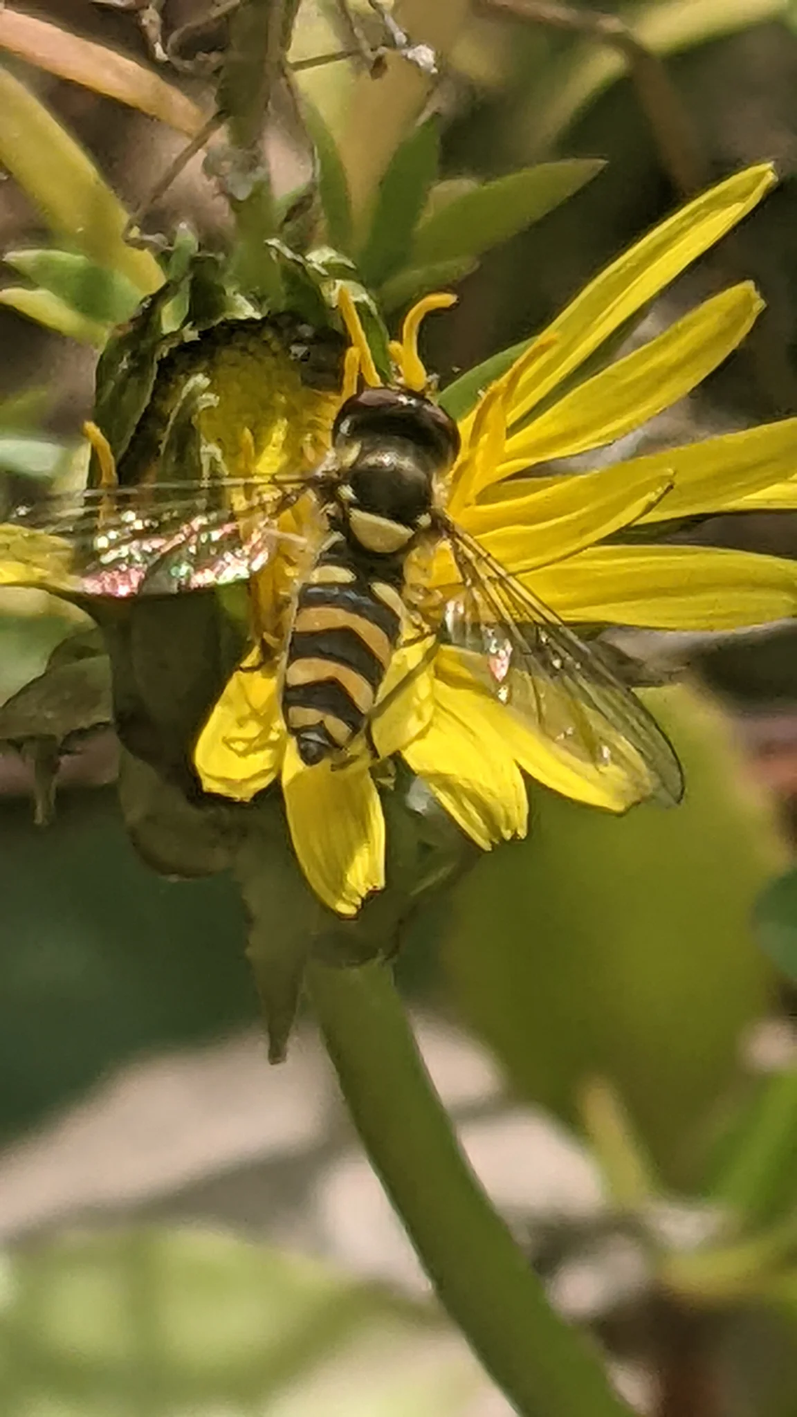 Insecto de franjas amarillas en una flor. La identificación más precisa sigue sin confirmarse.