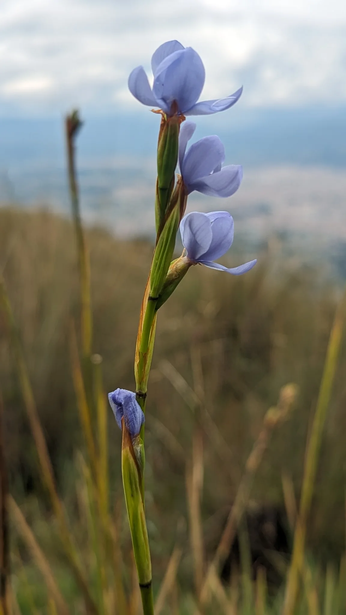 Un tallo de flores azules ante las nubes