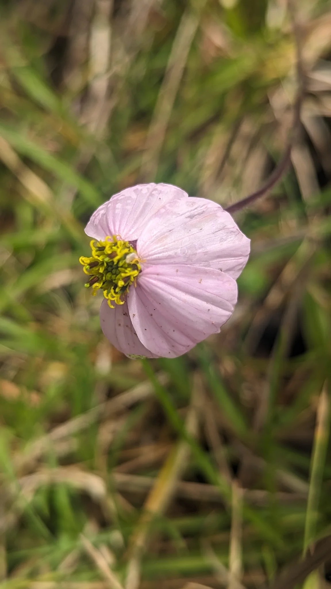 Pequeña flor rosada entre la hierba. La identificación más precisa sigue sin confirmarse.