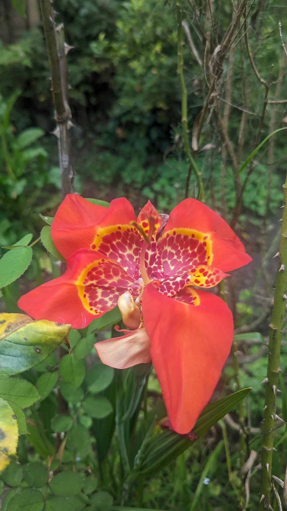 Tigridia pavonia de centro moteado.