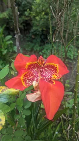 Tigridia pavonia de centro moteado.