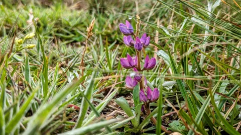 Flores moradas en el pajonal. La identificación más precisa sigue sin confirmarse.