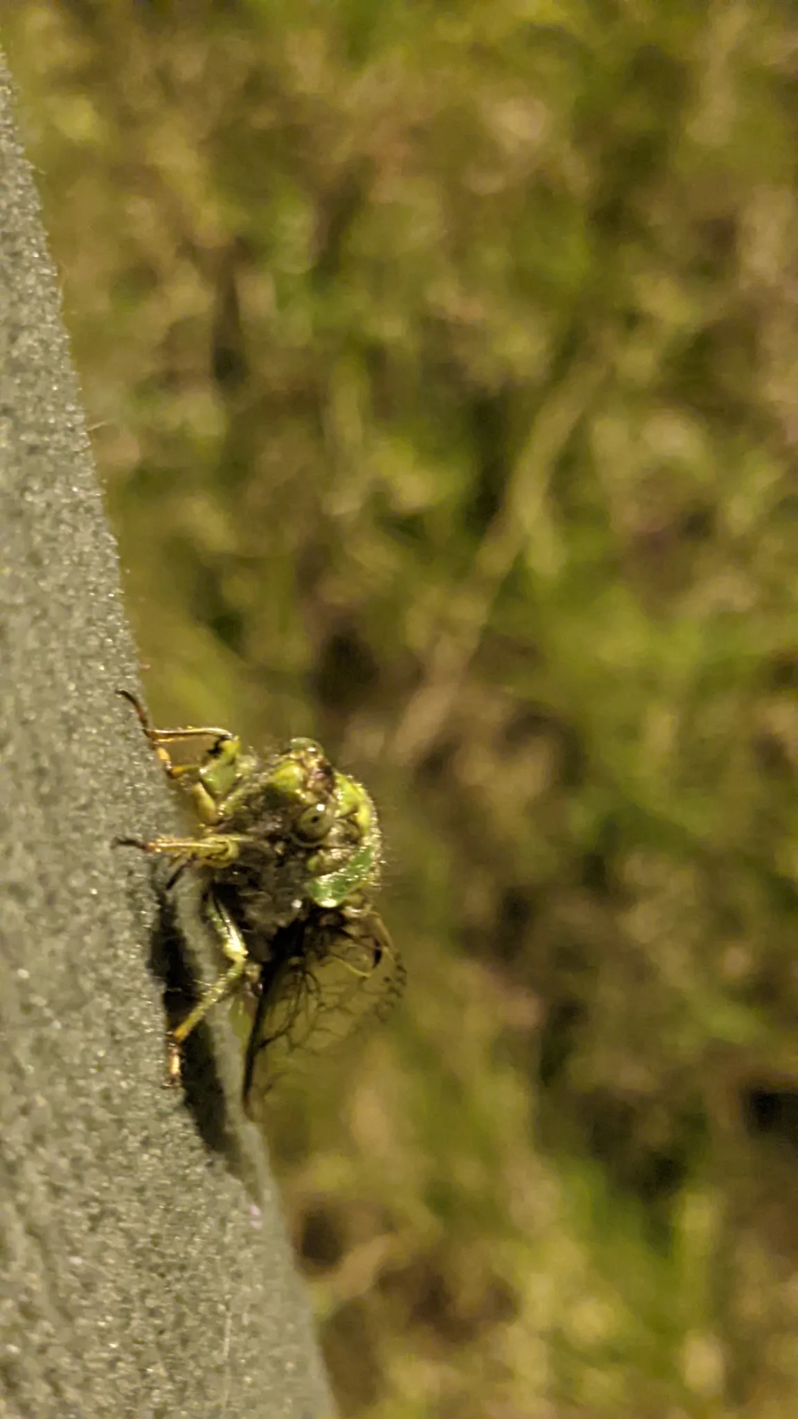Araña moteada en la corteza. La identificación más precisa sigue sin confirmarse.
