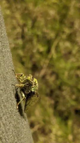 Araña moteada en la corteza. La identificación más precisa sigue sin confirmarse.