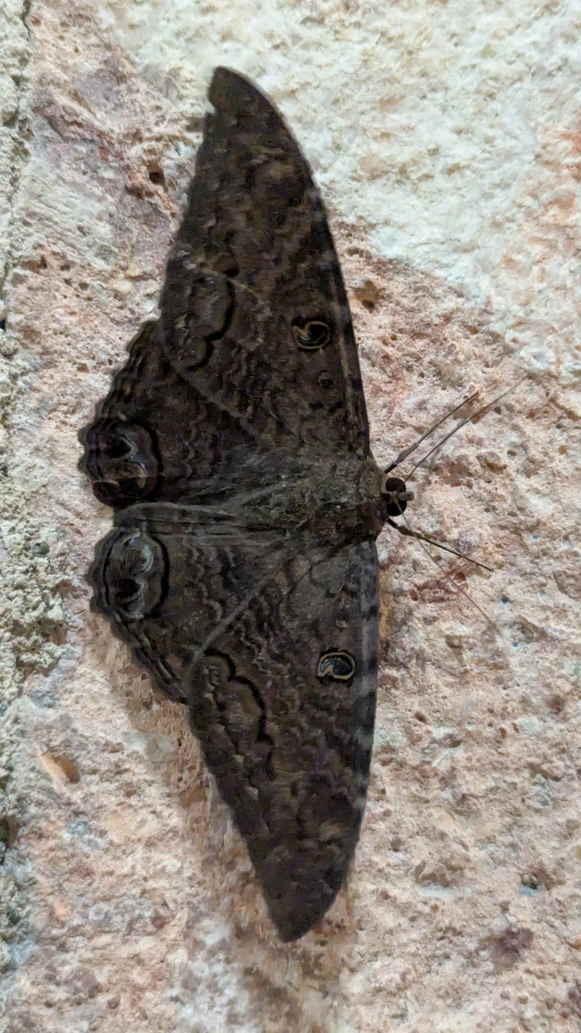 Polilla de alas extendidas en una pared. La identificación más precisa sigue sin confirmarse.