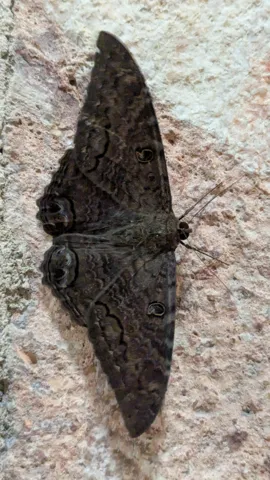 Polilla de alas extendidas en una pared. La identificación más precisa sigue sin confirmarse.