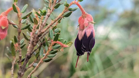 Flor colgante roja y morada. La identificación más precisa sigue sin confirmarse.