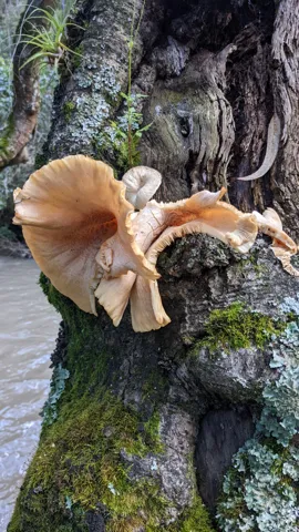 Hongos anaranjados en un tronco. La identificación más precisa sigue sin confirmarse.