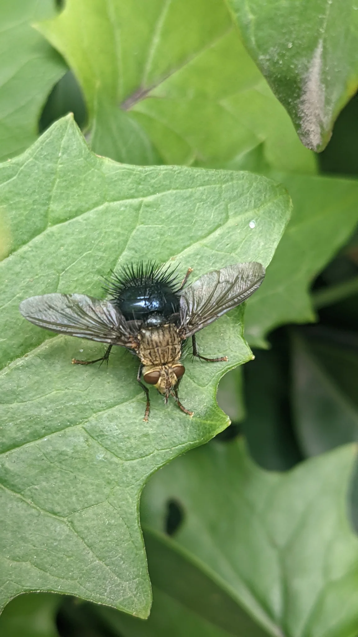 Insecto oscuro en una hoja ancha. La identificación más precisa sigue sin confirmarse.