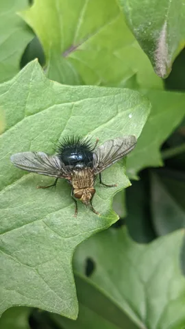 Insecto oscuro en una hoja ancha. La identificación más precisa sigue sin confirmarse.