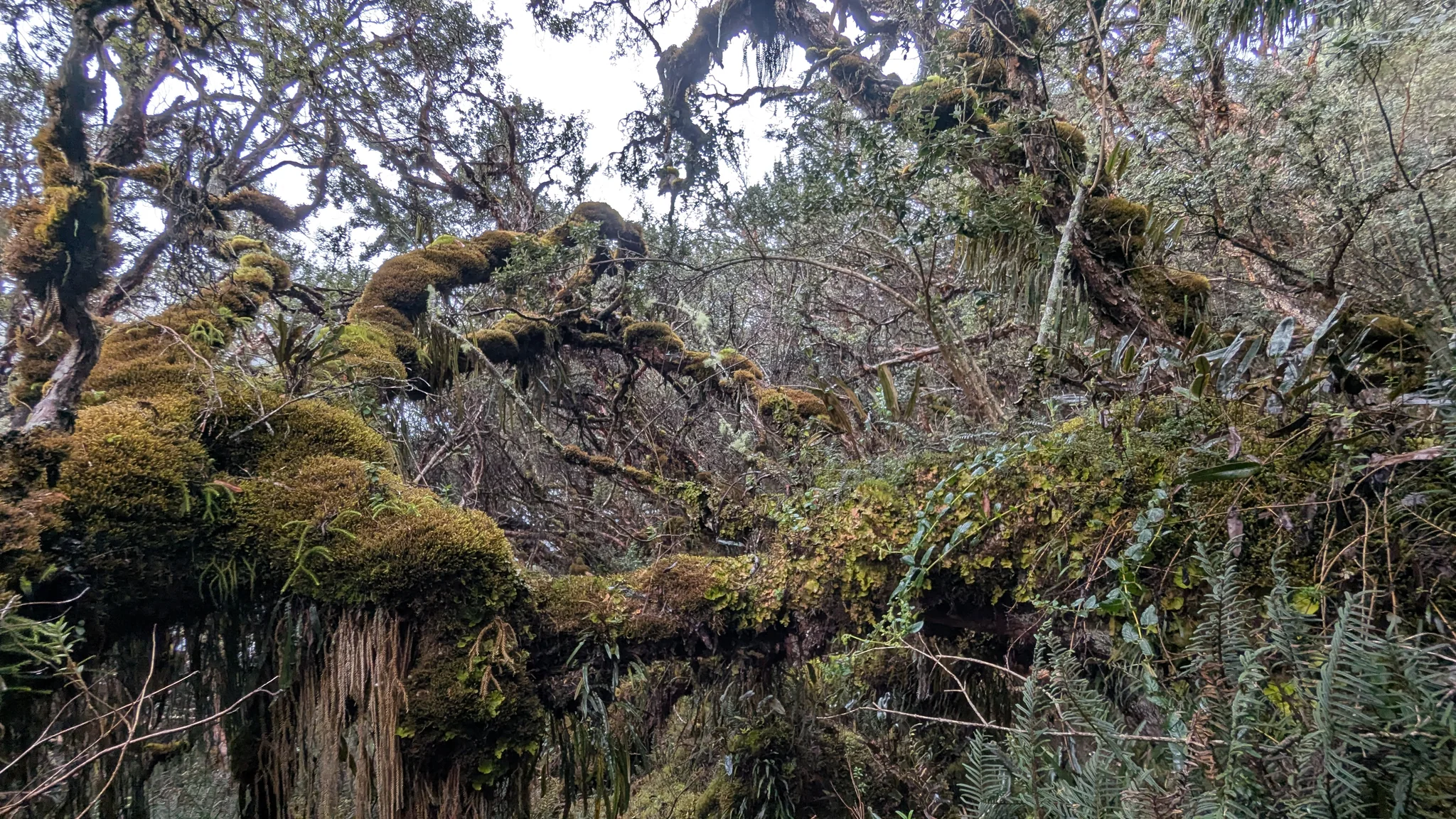 Ramas con líquenes sobre una hondonada rocosa