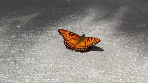 Mariposa anaranjada sobre pavimento. La identificación más precisa sigue sin confirmarse.