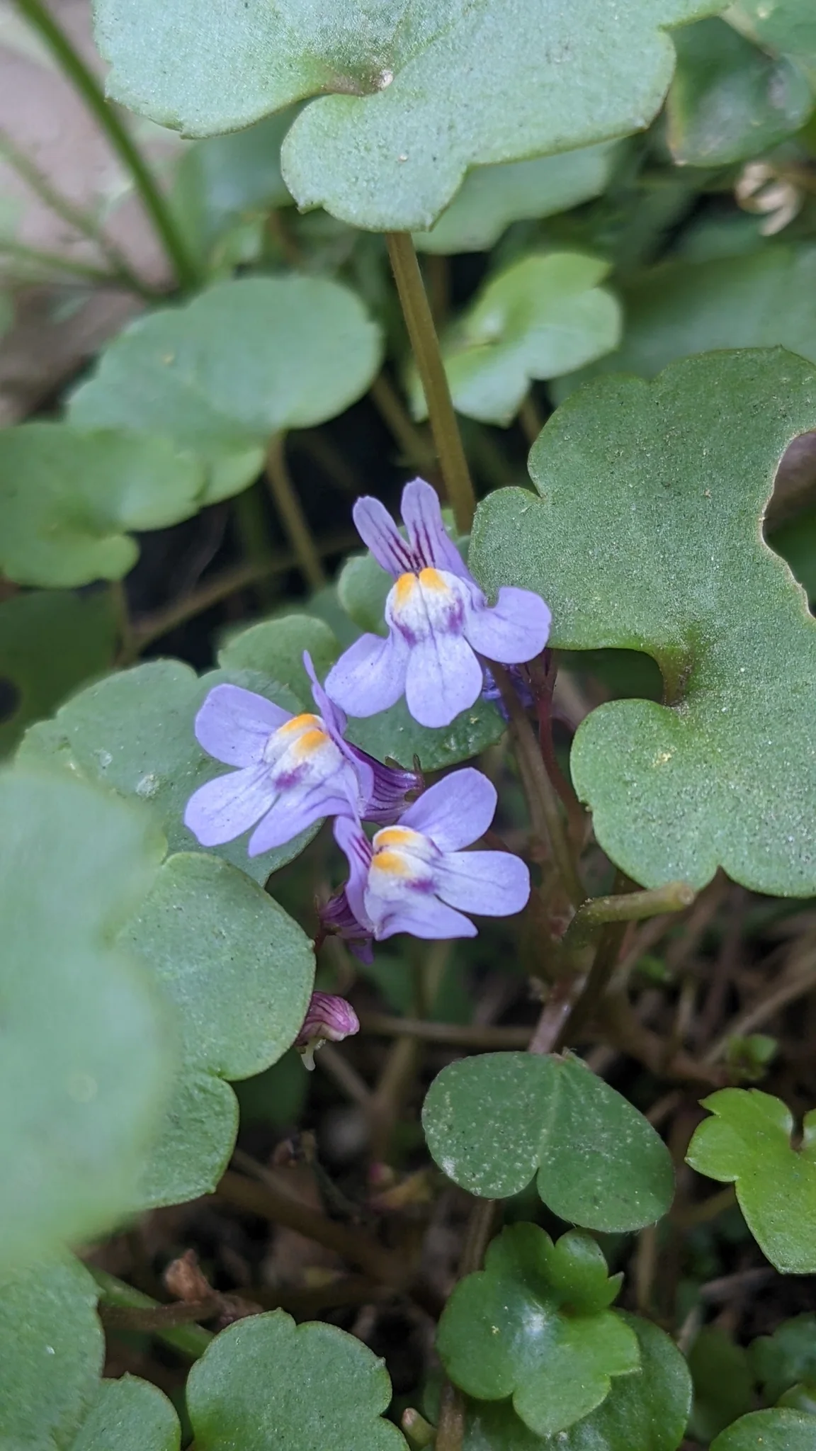 Cymbalaria muralis entre hojas lobuladas.