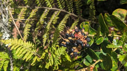Frutos oscuros junto a frondes de helecho. La identificación más precisa sigue sin confirmarse.