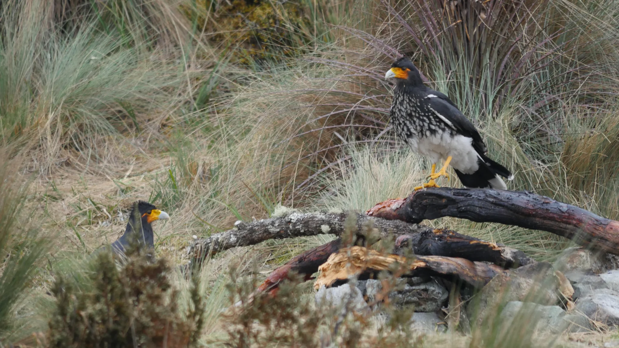 Un caracara sobre un tronco