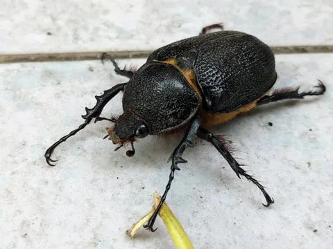 Escarabajo negro visto de cerca. La identificación más precisa sigue sin confirmarse.