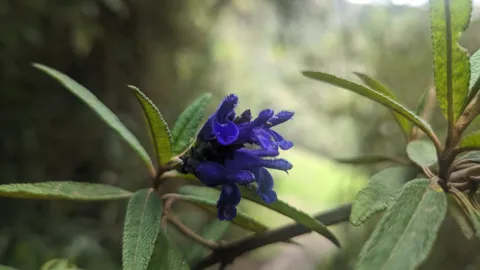 Flor morada entre hojas estrechas. La identificación más precisa sigue sin confirmarse.