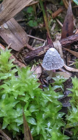 Hongo gris junto a hojas verdes. La identificación más precisa sigue sin confirmarse.