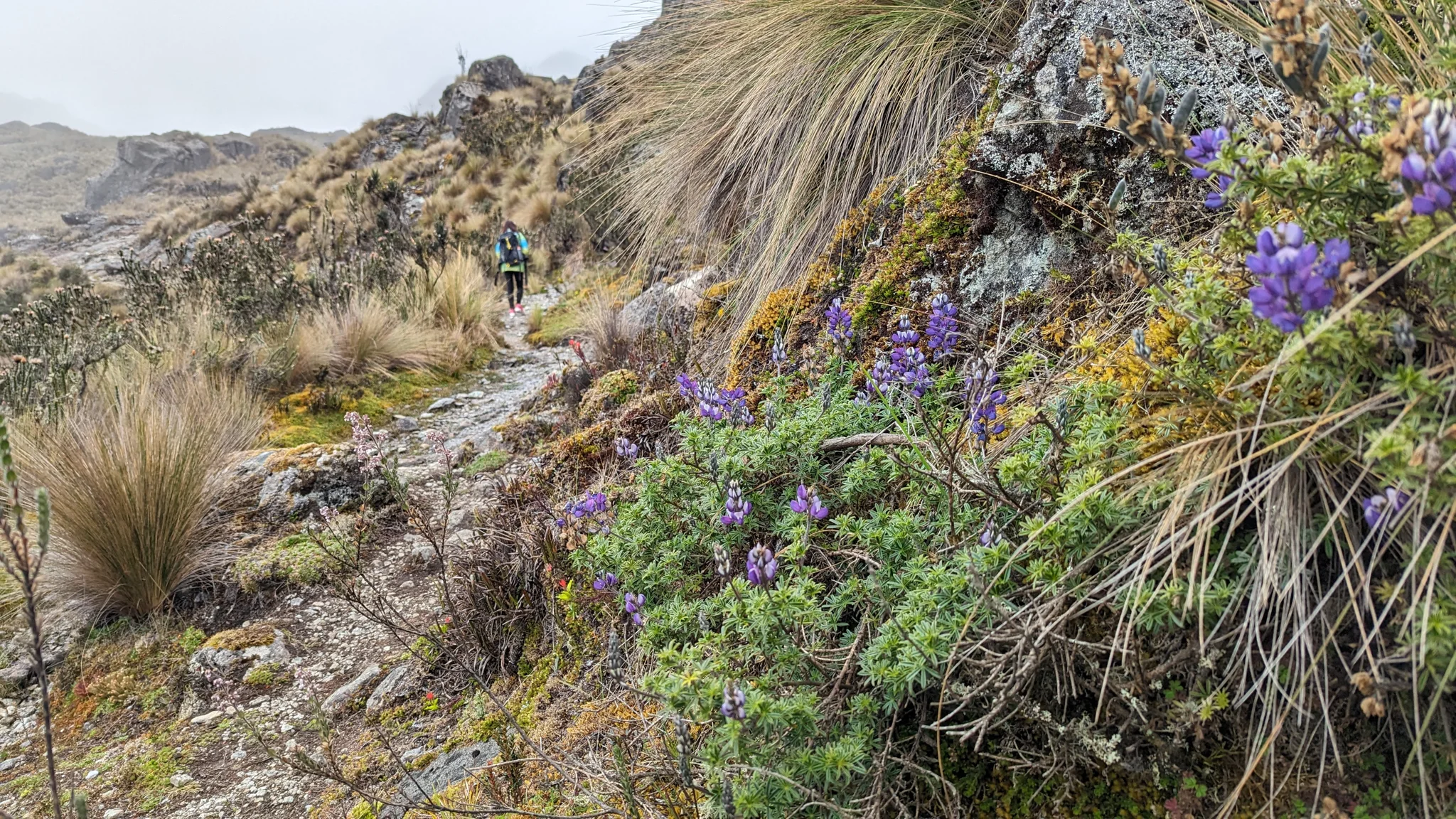 Flores moradas en una ladera rocosa